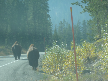 Picture of two buffalo trundeling along the road at yellowstone